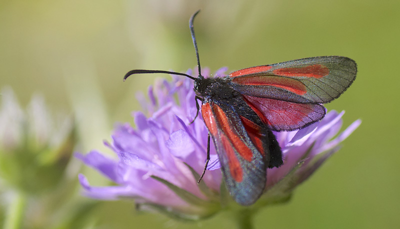 Bndbloddrpesvermer / Skabiosekllesvrmer, Zygaena osterodensis. Flm, Vestland amt, Norge d. 30 juni 2021. Fotograf; Odd Ketil Sb