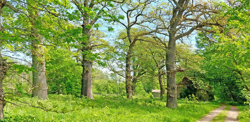Sholt Storskovene, Lolland maj 2022. Fotograf; Lars Andersen
