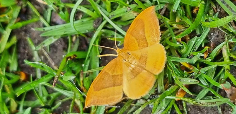 Bøgeseglvinge. Watsonalla cultraria (Fabricius, 1775). Gadstrup, Sjælland d. 5 maj 2022. Fotograf; Jeppe Rasmussen