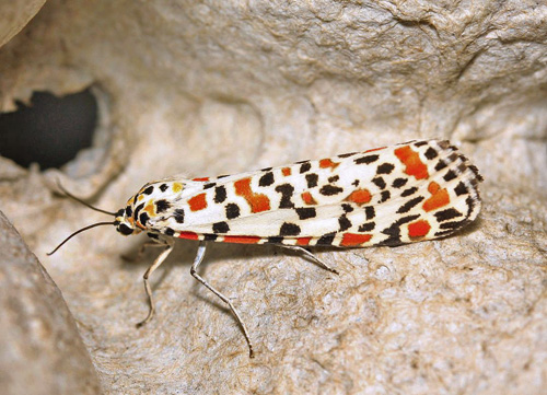 Pragtbjørn, Utetheisa pulchella (Linnaeus, 1758) han. Have på Østfyn, Danmark d. 28 oktober 2022. Fotograf; Kim Pertersen