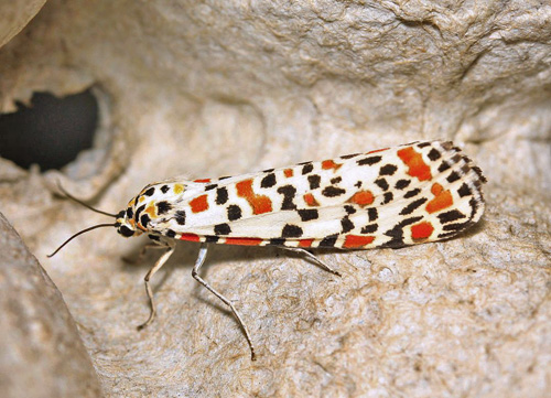 Pragtbjrn, Utetheisa pulchella (Linnaeus, 1758) han. Have p stfyn, Danmark d. 28 oktober 2022. Fotograf; Kim Pertersen