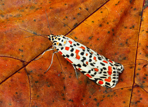 Pragtbjørn, Utetheisa pulchella (Linnaeus, 1758) han. Have på Østfyn, Danmark d. 29 oktober 2022. Fotograf; Kim Pertersen