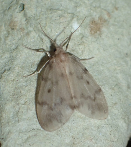 Dværgspinder, Nudaria mundana. Dalshøj, Bornholm d. 22 juli 2022. Fotograf; Linda Kjær-Thomsen