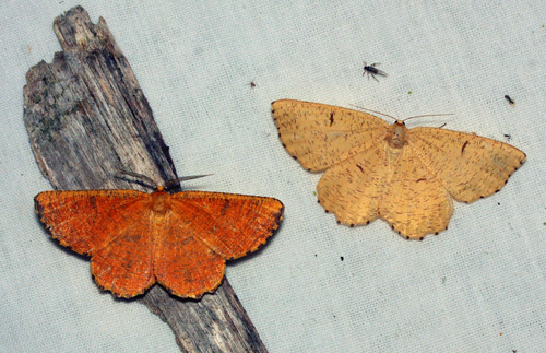 Blommemåler, Angerona prunaria han og hun. Have på Østfyn, Danmark d. 23 juni 2021.Fotograf; Kim Petersen