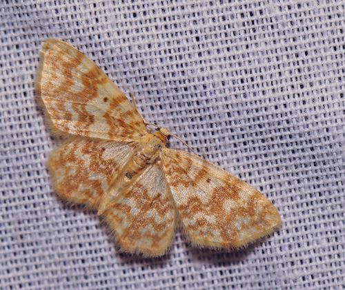 Gulflammet Bladmler, Hydrelia flammeolaria. Arrenakke, Nordsjlland d. 17 juni 2022. Fotograf; Henrik S. Larsen