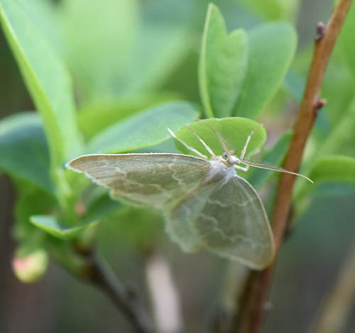 Blåbær-Lundmåler, Jodis putata. Bøllemosen, Jægersborg Hegn, Nordsjælland d. 15 maj 2022. Fotograf; Birgitte Rühmann