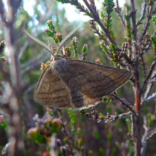 Stribet Hedemåler, Perconia strigillaria. Degnhøj, Ikast-Brande, Midtjylland d. 1. juni 2022. Fotograf; Jeppe Lyngsø