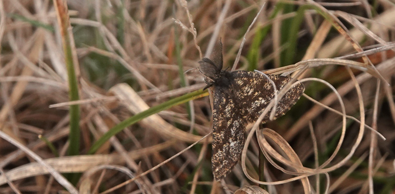 Lyngmler, Ematurga atomaria han. Melby Overdrev d. 29 april 2022. Fotograf; Lars Andersen