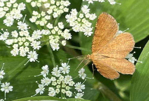Okkergul Blåbærmåler, Macaria brunneata han. Frederikssund, Nordsjælland, Danmark d. 25 juni 2022. Fotograf; Mai Højsgaard
