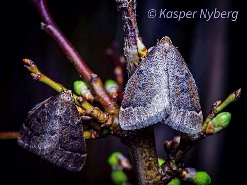 Slåen-Frostmåler, Theria rupicaparia hanner. Helsingør, Nordsjælland d. 20 februar 2022. Fotograf; Kasper Nyberg