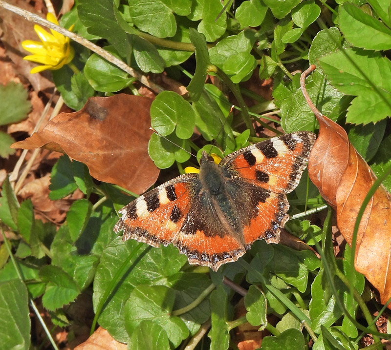 Nldens Takvinge, Aglais urticae ab. ichnusioides Selys 1837. Allerd, Nordsjlland d. 12 april 2022. Fotograf; Michael Guldbrandsen