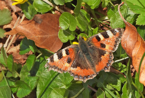 Nldens Takvinge, Aglais urticae ab. ichnusioides Selys 1837. Allerd, Nordsjlland d. 12 april 2022. Fotograf; Michael Guldbrandsen