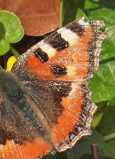 Nldens Takvinge, Aglais urticae ab. ichnusioides Selys 1837. Allerd, Nordsjlland d. 12 april 2022. Fotograf; Michael Guldbrandsen