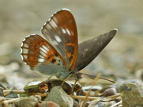 Sort Admiral, Limenitis camilla ab. obliterata suger p en dd stlorm, Anguis fragilis unge. Skovvnger, Sydsjlland, Danmark d. 29 juni 2022. Fotograf; Frank Overgaard Nielsen