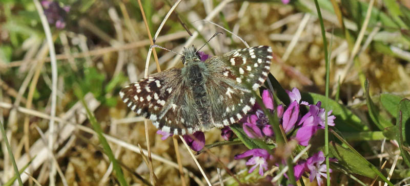 Spttet Bredpande, Pyrgus malvae han p Almindelig Mlkeurt, Polygala vulgaris. Melby Overdrev, Nordsjlland d. 14 maj 2022.  Fotograf; Henrik S. Larsen