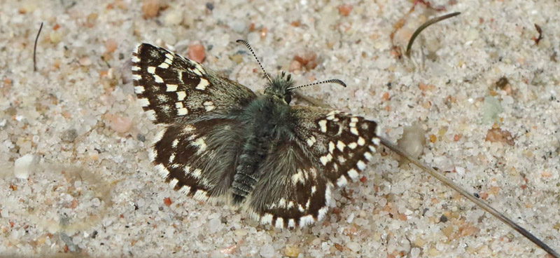 Spttet Bredpande, Pyrgus malvae han. Melby Overdrev, Nordsjlland d. 1 maj 2022.  Fotograf; Henrik S. Larsen