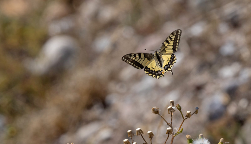 Svalehale, Papilio machaon han. Vrj, Vestsjlland, Danmark d. 9 august 2022. Fotograf; Helge Srensen