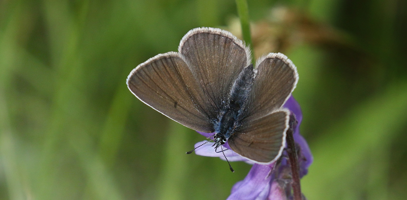 Isblåfugl, Polyommatus amandus hun mørk form. Hejlskov ved Limfjorden, Midtjylland d. 17 juni 2022. Fotograf; Pia Odgaard