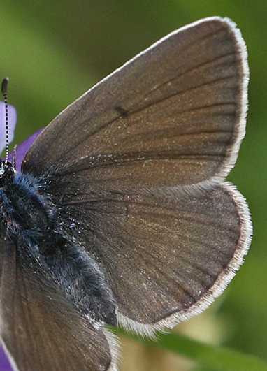 Isblåfugl, Polyommatus amandus hun mørk form. Hejlskov ved Limfjorden, Midtjylland d. 17 juni 2022. Fotograf; Pia Odgaard