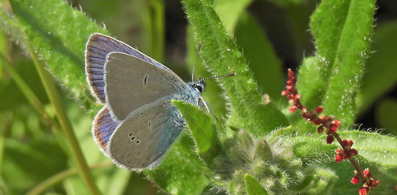 Engblfugl, Cyaniris semiargus han. Jgerspris Skydeterrn, Hornsherred d. 16 juni 2022. Michael Gulbrandsen 