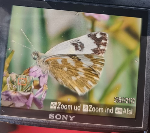 Grnbroget Hvidvinge, Pontia edusa p Strandsennep Cakile maritima. Dueodde, Bornholm, Danmark d. 28 juli 2022. Fotograf; Vicky Knudsen