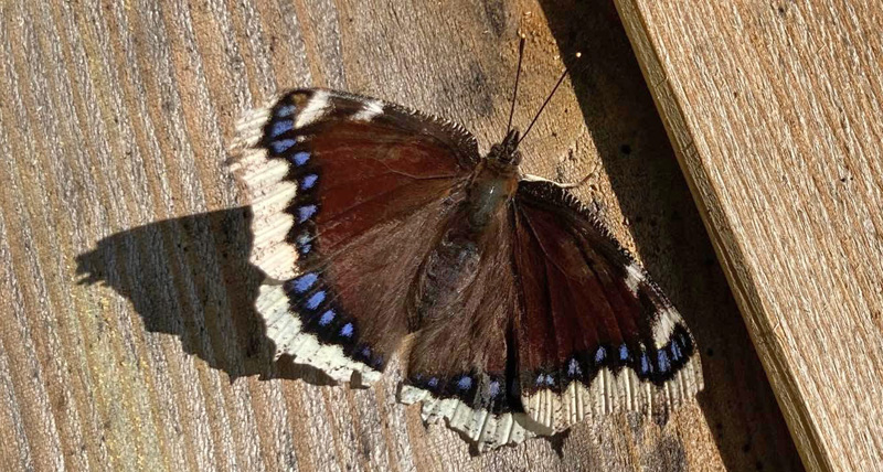 Srgekbe, Nymphalis antiopa. Frieslandet, Amager, Danmark d. 22 april 2022. Fotograf; Louise Brel Flagstad