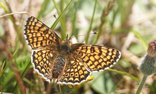 Okkergul Pletvinge, Melitaea cinxia han og hun. Heatherhill, Nordsjlland d. 5 juni 2022. Fotograf; Lars Andersen