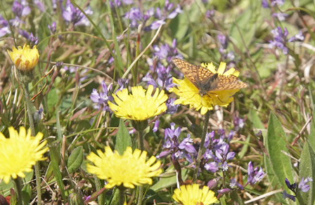 Okkergul Pletvinge, Melitaea cinxia han og hun. Heatherhill, Nordsjlland d. 5 juni 2022. Fotograf; Lars Andersen