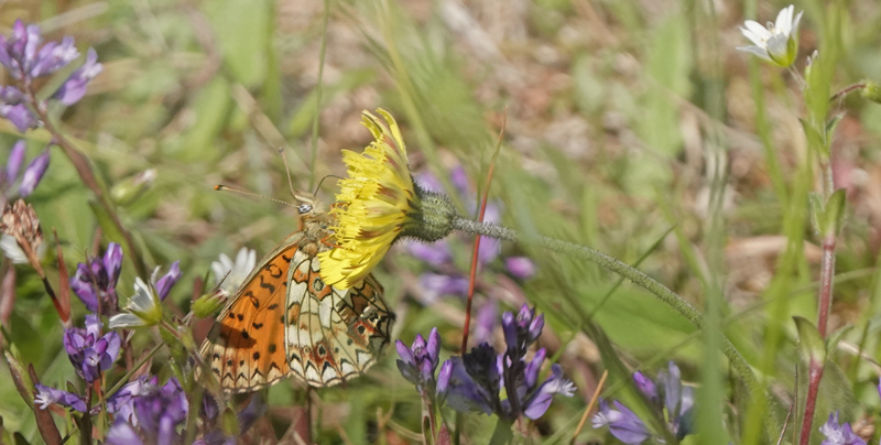 Brunlig Perlemorsommerfugl, Boloria selene han. Heatherhill, Nordsjlland d. 5 juni 2022. Fotograf; Lars Andersen