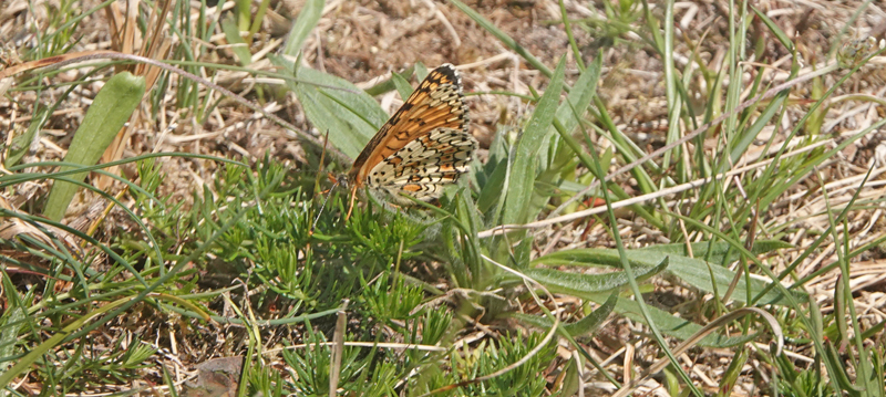 Okkergul Pletvinge, Melitaea cinxia han og hun. Heatherhill, Nordsjlland d. 5 juni 2022. Fotograf; Lars Andersen