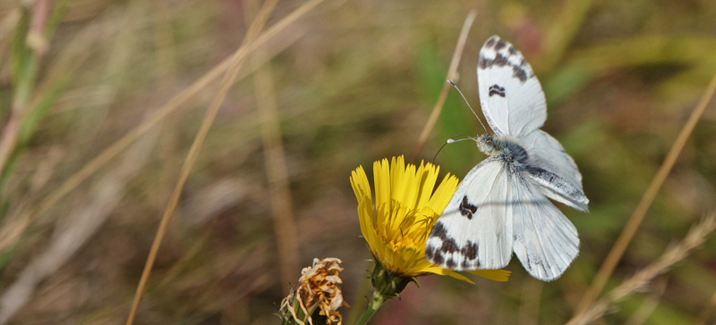 Grnbroget Hvidvinge, Pontia edusa. Saksfjed-Hyllekrog, Lolland, Danmark d. 8 august 2022. Fotograf; Lars Andersen