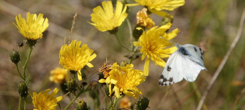 Grnbroget Hvidvinge, Pontia edusa. Saksfjed-Hyllekrog, Lolland, Danmark d. 8 august 2022. Fotograf; Lars Andersen