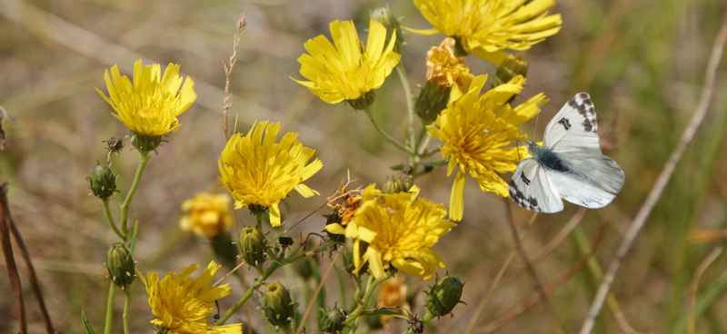 Grnbroget Hvidvinge, Pontia edusa. Saksfjed-Hyllekrog, Lolland, Danmark d. 8 august 2022. Fotograf; Lars Andersen