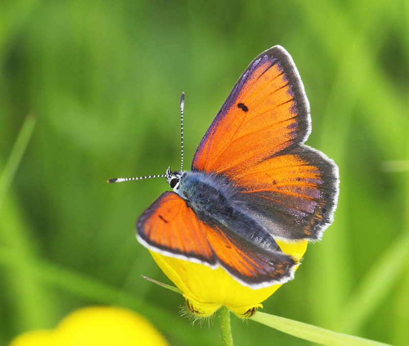 Violetrandet Ildfugl, Lycaena hippothoe han. Birkerd, Nordsjlland d. 10 juni 2022. Fotograf; Lars Andersen