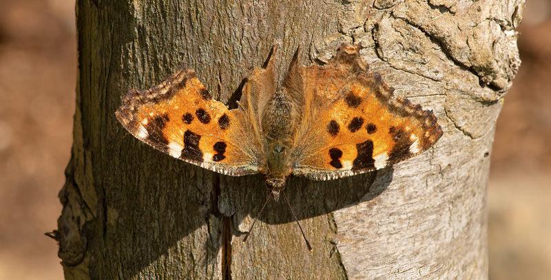 Kirsebrtakvinge, Nymphalis polychloros hun. Lolland, Danmark d. 20 april 2022. Fotograf; Tubas Lkkegaard