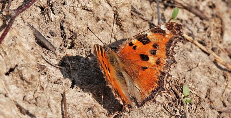 Østlig Takvinge, Nymphalis xanthomelas han. Salpetermosen, Hillerød (NEZ) d. 24 marts 2022. Fotograf; Emil Bjerregård
