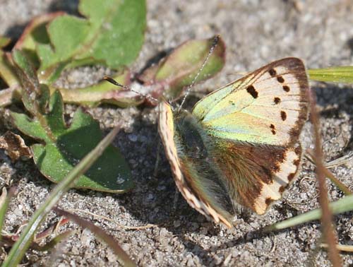 Lille Ildfugl, Lycaena phlaeas ab. schmidtii (Gerhard, 1853). Ulbjerg Klint, Lovns Bredning, Vesthimmerland, Danmark d. 9 maj 2022. Fotograf; Pia Odgaard 