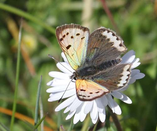 Lille Ildfugl, Lycaena phlaeas ab. schmidtii (Gerhard, 1853). Ulbjerg Klint, Lovns Bredning, Vesthimmerland, Danmark d. 9 maj 2022. Fotograf; Pia Odgaard 