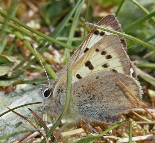 Lille Ildfugl, Lycaena phlaeas ab. schmidtii (Gerhard, 1853). Ulbjerg Klint, Lovns Bredning, Vesthimmerland, Danmark d. 9 maj 2022. Fotograf; Pia Odgaard 