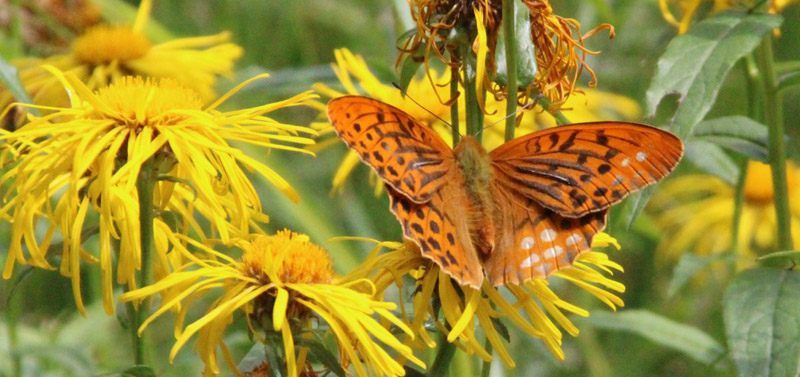 Kejserkåbe, Argynnis paphia han. Allindelille Fredsskov, Sjælland d. 17 juli 2022. Fotograf; Tania Jensen
