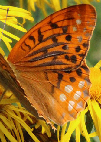 Kejserkåbe, Argynnis paphia han. Allindelille Fredsskov, Sjælland d. 17 juli 2022. Fotograf; Tania Jensen