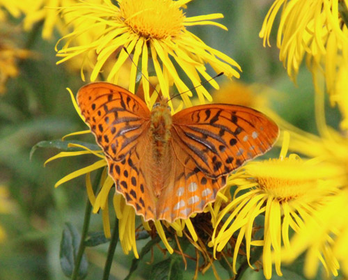 Kejserkåbe, Argynnis paphia han. Allindelille Fredsskov, Sjælland d. 17 juli 2022. Fotograf; Tania Jensen