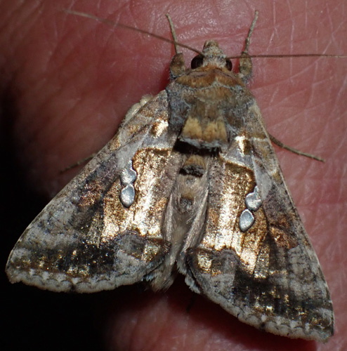 Tvillingflckat metallfly / Kobbersmykket Metalugle, Chrysodeixis chalcites (Esper, 1789). Nr. Herlev, Nordsjlland, Danmark d. 18 juli 2022. Fotograf; Tania Jensen