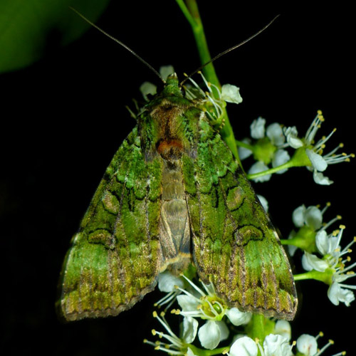 Olivengrøn Jordugle, Anaplectoides prasina. Balle, Silkeborg, Midtjylland d. 14 juni 2022. Fotograf; Jeppe Lyngsø