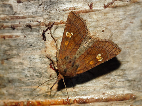 Øje-Græsugle, Amphipoea oculea. Arrenakke, Nordsjælland d. 20 august 2022. Fotograf; Henrik S. Larsen