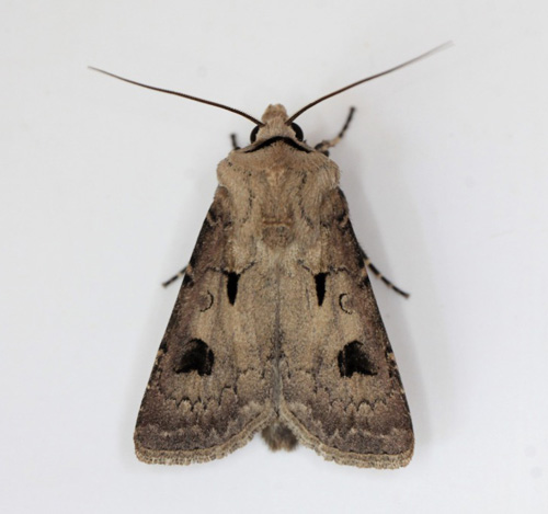 Udrbstegnsugle, Agrotis exclamationis. Gedser, Falster, Danmark d. 2juni 2022. Fotograf; Claus Grahndin