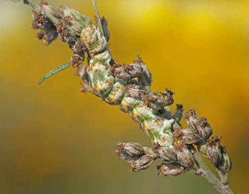 Bynke-Htteugle, Cucullia absinthii larve p Grbynke, Artemisia vulgaris. Jyllinge, Nordsjlland, Danmark d. 23 august 20022. Fotograf: Lars Andersen