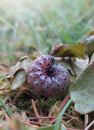 Jordugle, Apamea monoglypha larve. Daugbjerg, Viborg, Danmark d. 6 juni 2022. Fotograf; Nynne Camilla Kuhlmann