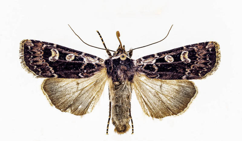 Hede-jordugle, Euxoa lidia. Ørre Hede, Vestjylland d. 17 juli 1940, leg. H. Poulsen. Fotograf; Kasper Nyberg. Zoologisk Museum feb. 2022.