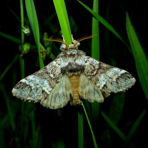 Junispinder, Drymonia dodonaea Gadekr, Silkeborg, Midtjylland d. 5. juni 2022. Fotograf; Jeppe Lyngs